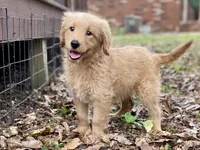 Lark, a female Goldendoodle for sale in Canon, GA – 5 of 8