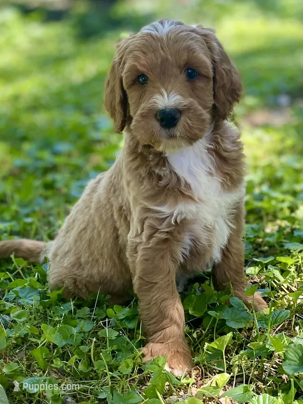 Felix (tuxedo) – Goldendoodle puppy for sale in Canon, GA
