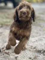 Isaac (sable), a male Goldendoodle for sale in Canon, GA – 4 of 10