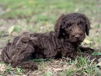 Jett chocolate, a male Goldendoodle for sale in Canon, GA – 3 of 10