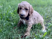 Harrison, a male Goldendoodle for sale in Canon, GA – 3 of 10