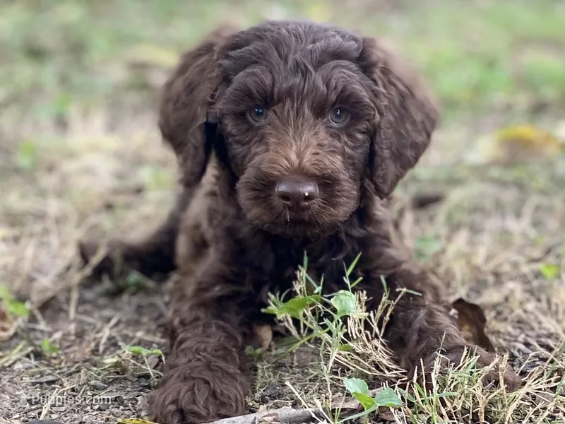 Jett chocolate – Goldendoodle puppy for sale in Canon, GA