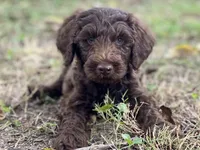 Jett chocolate, a male Goldendoodle for sale in Canon, GA – 1 of 10