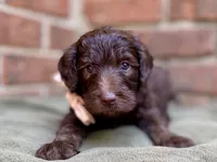 Gia F1bb, a female Goldendoodle for sale in Canon, GA – 3 of 9