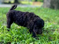 Gemma f1bb, a female Goldendoodle for sale in Canon, GA – 6 of 8