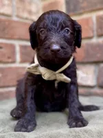 Garrett chocolate F1bb, a male Goldendoodle for sale in Canon, GA – 2 of 7