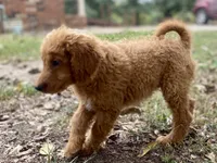Leslie, a female Goldendoodle for sale in Canon, GA – 7 of 9