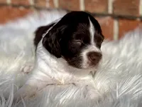 processed/25a083ed-f7ad-4f59-9cd5-8fc9dda61e60/listing/40734f9a-df04-400d-81d6-451c57d92d79/467e54c4-105f-4be5-9b7d-feef6a8191cf