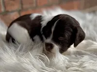 processed/25a083ed-f7ad-4f59-9cd5-8fc9dda61e60/listing/40734f9a-df04-400d-81d6-451c57d92d79/86896484-9f7d-4fee-825f-f755340bdd43