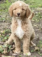 Jude, a male Goldendoodle for sale in Canon, GA – 3 of 7
