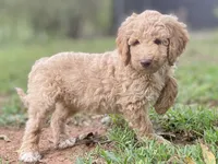 Jewel, a female Goldendoodle for sale in Canon, GA – 3 of 8