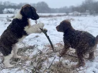 Caddy (tuxedo), a female Goldendoodle for sale in Canon, GA – Photo 9 of 9