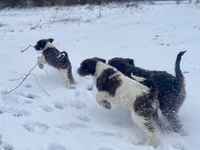 Caddy (tuxedo), a female Goldendoodle for sale in Canon, GA – Photo 7 of 9