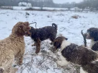 Caddy (tuxedo), a female Goldendoodle for sale in Canon, GA – Photo 8 of 9