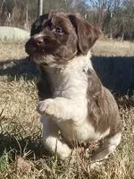 Caddy (tuxedo), a female Goldendoodle for sale in Canon, GA – Photo 4 of 9
