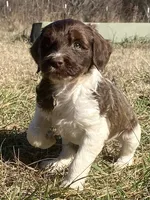 Caddy (tuxedo), a female Goldendoodle for sale in Canon, GA – Photo 3 of 9