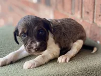Caddy (tuxedo), a female Goldendoodle for sale in Canon, GA – Photo 2 of 9