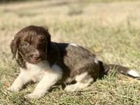 Caddy (tuxedo), a female Goldendoodle for sale in Canon, GA – Photo 5 of 9