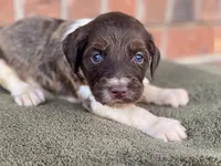 Caddy (tuxedo), a female Goldendoodle for sale in Canon, GA – Photo 6 of 9
