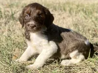 Caddy (tuxedo), a female Goldendoodle for sale in Canon, GA – Photo 1 of 9