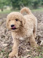 Logan, a male Goldendoodle for sale in Canon, GA – 2 of 9