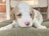 Kate, a female Goldendoodle for sale in Canon, GA – 5 of 7