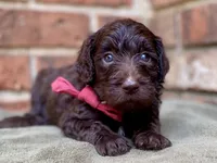 Gemma f1bb, a female Goldendoodle for sale in Canon, GA – 3 of 8