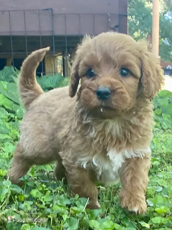 Ford – Goldendoodle puppy for sale in Canon, GA