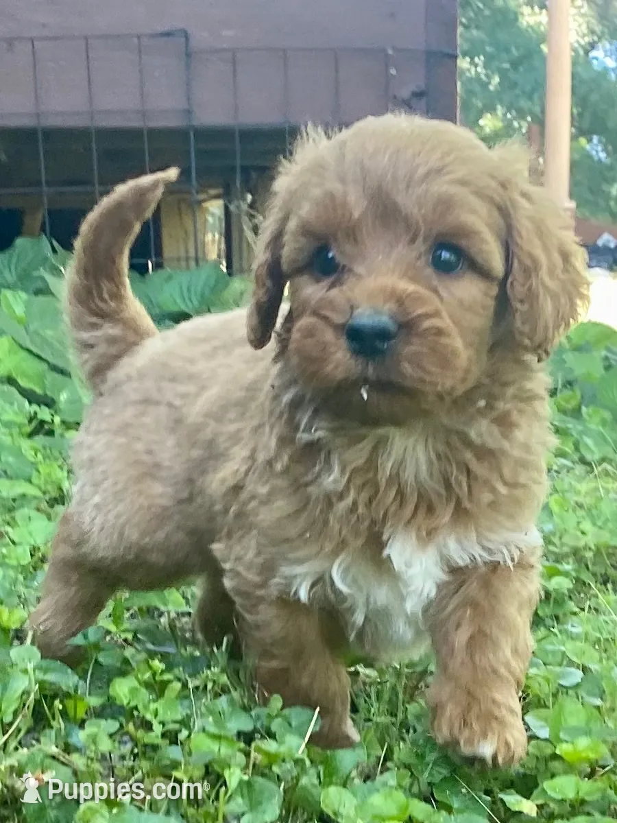 Ford, a male Goldendoodle for sale in Canon, GA – 2 of 9