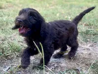 Iris, a female Goldendoodle for sale in Canon, GA – 7 of 9