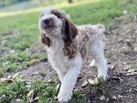 Kinsley , a female Goldendoodle for sale in Canon, GA – 9 of 9