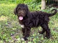 Grant f1bb, a male Goldendoodle for sale in Canon, GA – 8 of 10