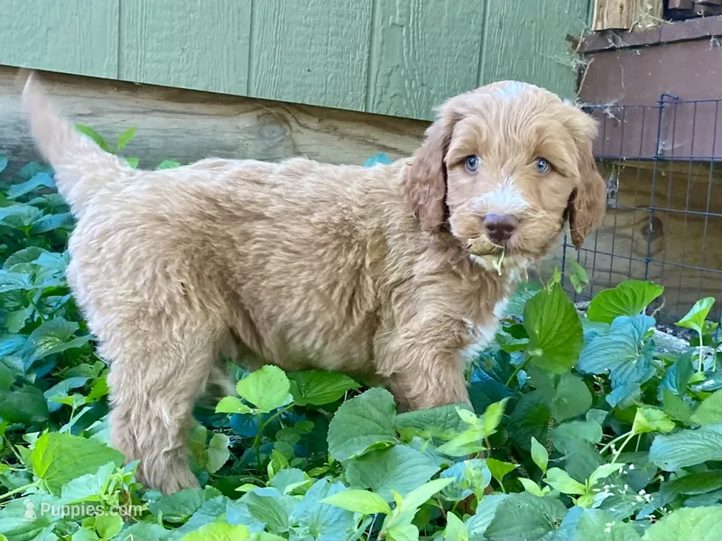 Finn (tuxedo) – Goldendoodle puppy for sale in Canon, GA