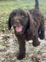 Iris, a female Goldendoodle for sale in Canon, GA – 8 of 10