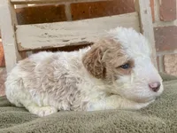 Kate, a female Goldendoodle for sale in Canon, GA – 6 of 7