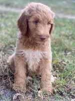 Ivy, a female Goldendoodle for sale in Canon, GA – 2 of 8