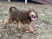 Isaac (sable), a male Goldendoodle for sale in Canon, GA – 10 of 10