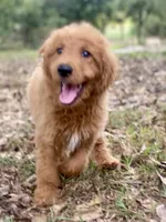 Leslie, a female Goldendoodle for sale in Canon, GA – 6 of 9