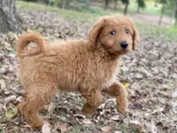 Leslie, a female Goldendoodle for sale in Canon, GA – 8 of 9