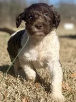 Connor, a male Goldendoodle for sale in Canon, GA – Photo 5 of 8