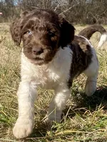 Connor, a male Goldendoodle for sale in Canon, GA – Photo 1 of 8