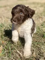 Connor, a male Goldendoodle for sale in Canon, GA – Photo 6 of 8