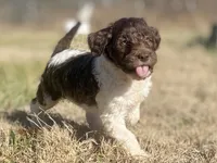 Connor, a male Goldendoodle for sale in Canon, GA – Photo 7 of 8