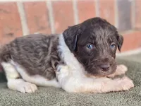 Connor, a male Goldendoodle for sale in Canon, GA – Photo 4 of 8