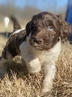 Connor, a male Goldendoodle for sale in Canon, GA – Photo 2 of 8