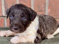 Connor, a male Goldendoodle for sale in Canon, GA – Photo 8 of 8