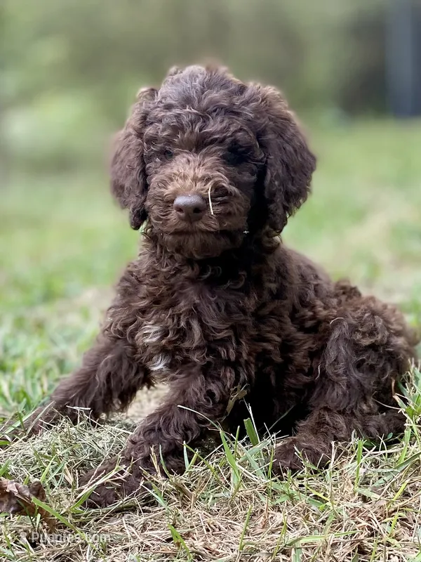 Joy chocolate – Goldendoodle puppy for sale in Canon, GA