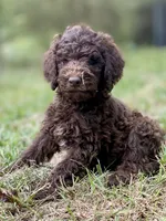 Joy chocolate, a female Goldendoodle for sale in Canon, GA – 1 of 8