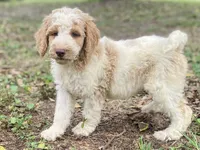 Jaxon, a male Goldendoodle for sale in Canon, GA – 4 of 8
