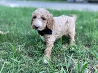 Harrison, a male Goldendoodle for sale in Canon, GA – 6 of 10